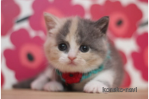 成約済の東京都のマンチカン(短足)-75060の3枚目